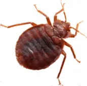bed bug control clarington