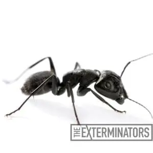 carpenter ant control clarington
