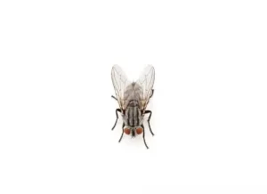 cluster files exterminator clarington