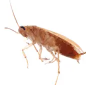 cockroach control clarington