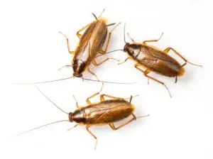 cockroach treatment pest control clarington