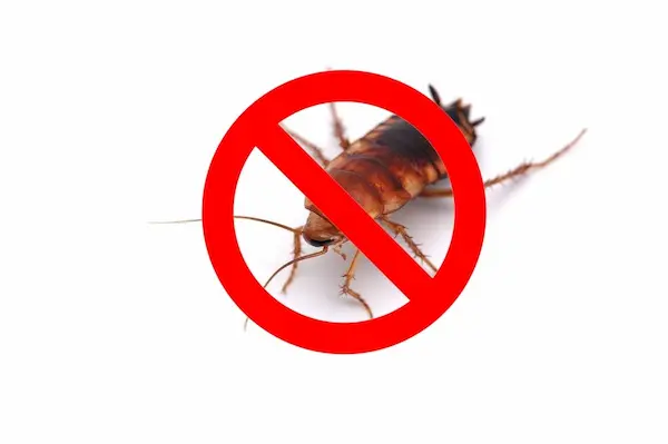exterminator clarington