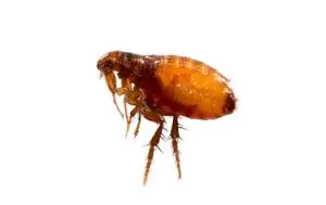 flea exterminator clarington