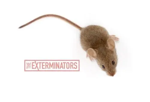 mice exterminator clarington