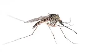 mosquitos exterminator clarington