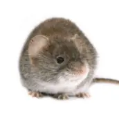 mouse controlclarington
