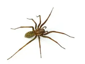spider control clarington
