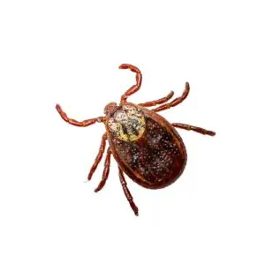 tick exterminator clarington