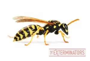 wasp removal clarington