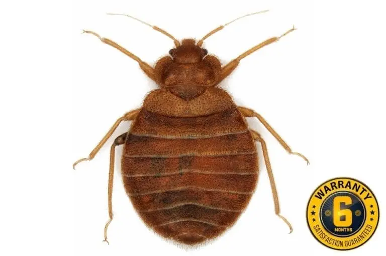 bed bug exterminator clarington