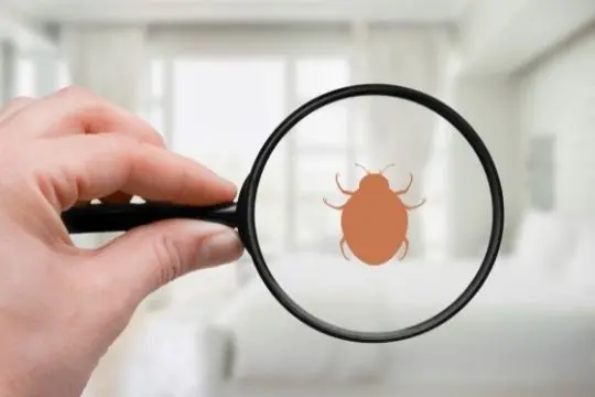 bed bug inspection clarington