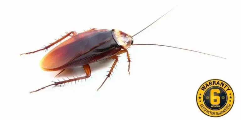 cockroach control clarington