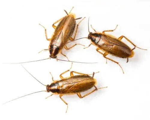 cockroach infestation clarington