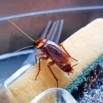 cockroach treatment clarington