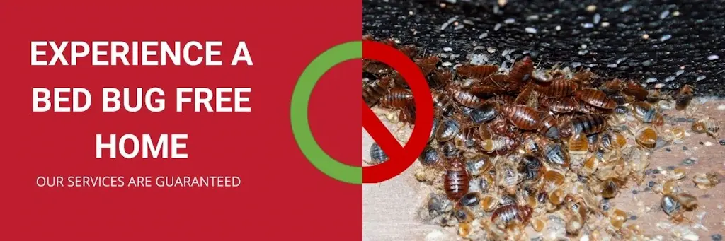 experience a bed bug free home clarington