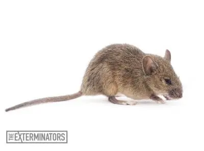 mice infestation clarington