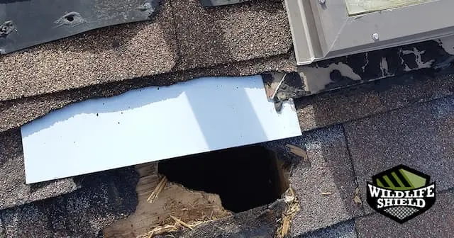 raccoon entry point clarington