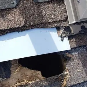 raccoon inspection clarington