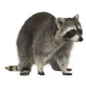 raccoon removal clarington