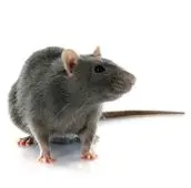 rat control clarington