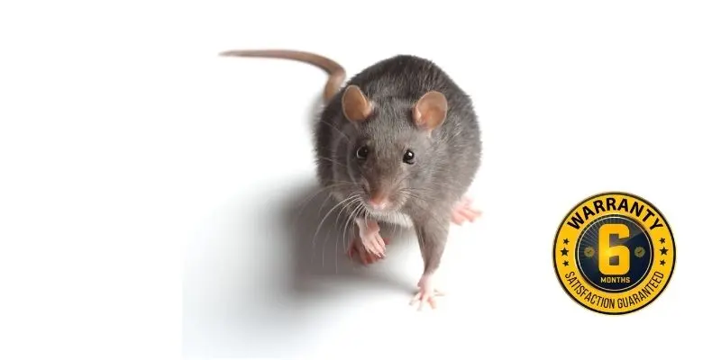 rat exterminator clarington