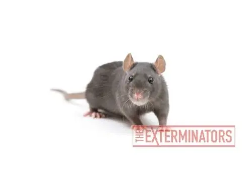 rat infestation clarington