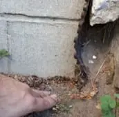 rat inspection clarington