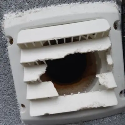 rat property damage clarington