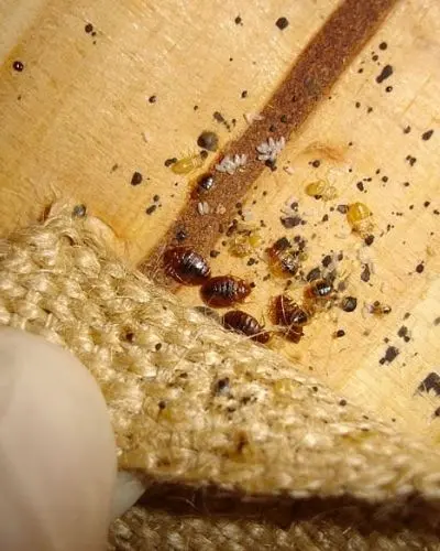 signs of bed bug infestation clarington