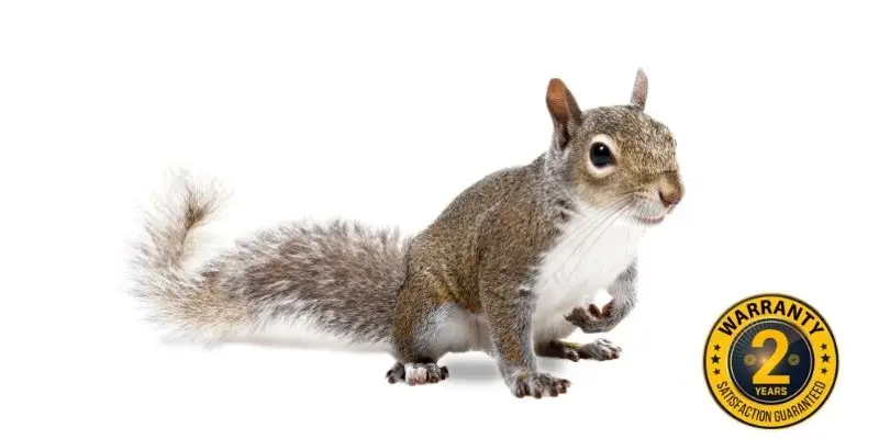 squirrel control clarington