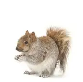 squirrel removal clarington