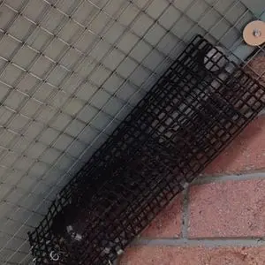 squirrel removal using one way door clarington